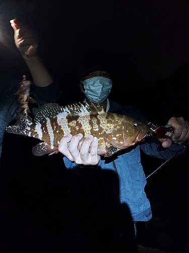 アコウの釣果