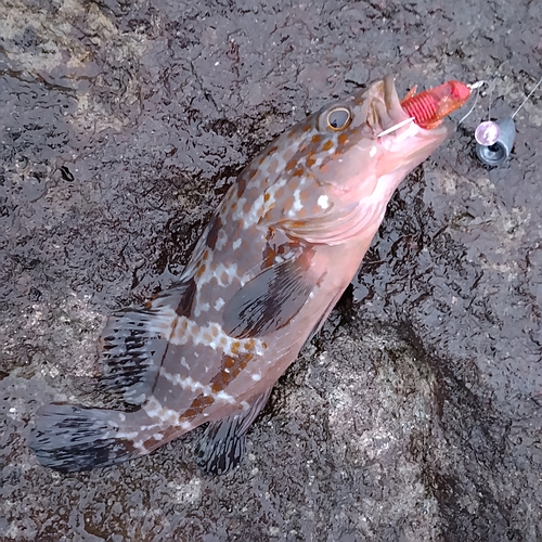 キジハタの釣果