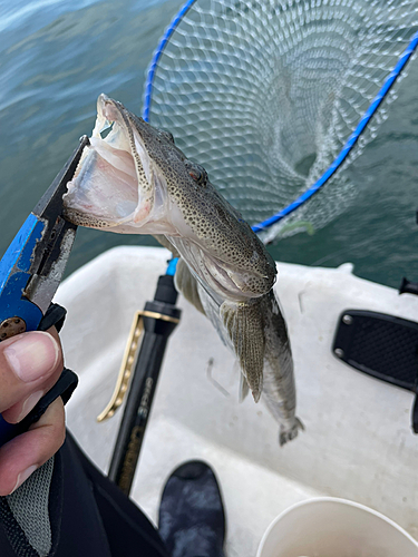 マゴチの釣果