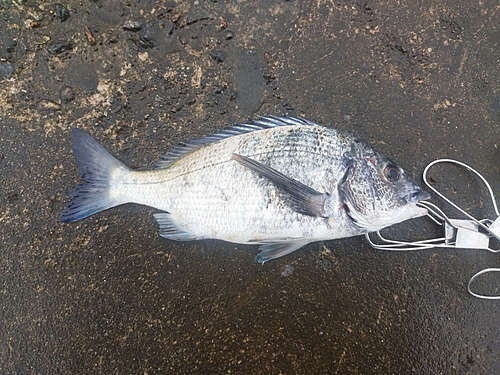 チヌの釣果