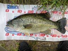 ブラックバスの釣果