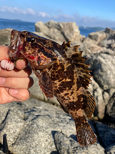 タケノコメバルの釣果