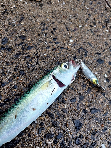 サバの釣果