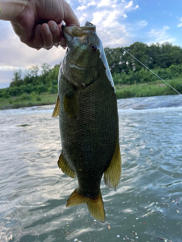 スモールマウスバスの釣果