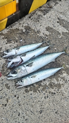 サバの釣果