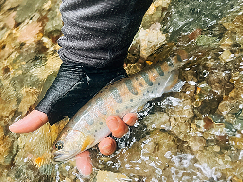 ヤマメの釣果