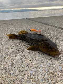 アブラコの釣果