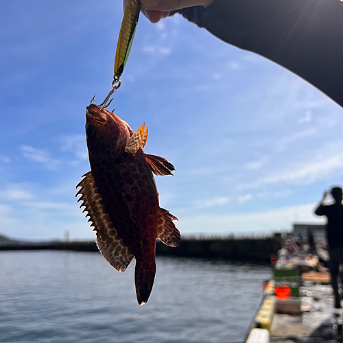 オオモンハタの釣果