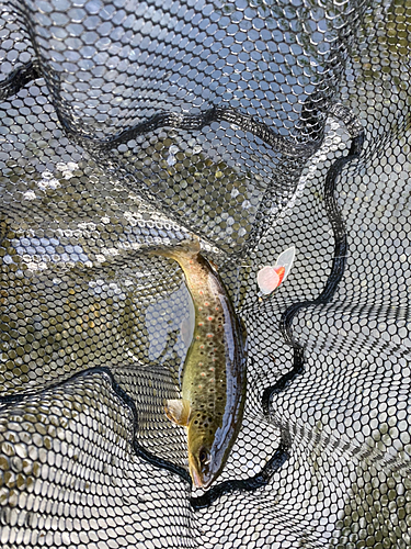 ブラウントラウトの釣果