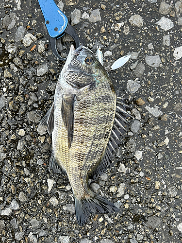 クロダイの釣果