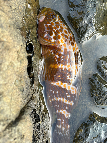 キジハタの釣果