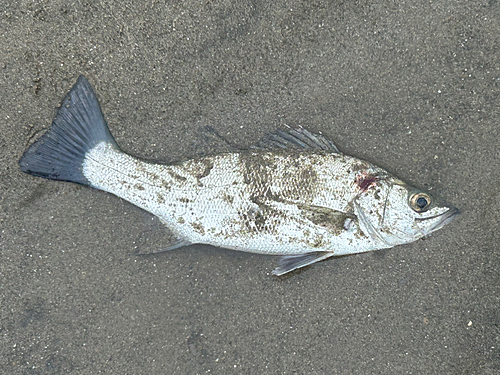 フッコ（ヒラスズキ）の釣果