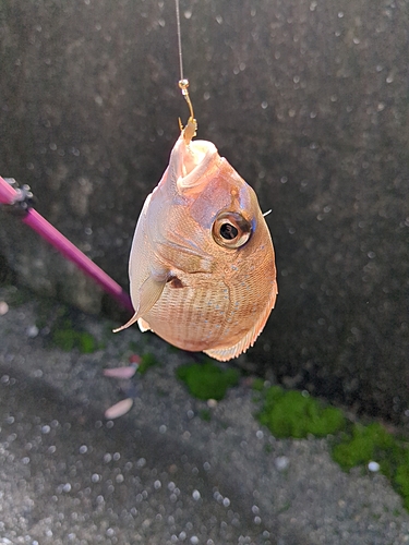 チャリコの釣果