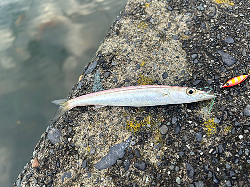 カマスの釣果