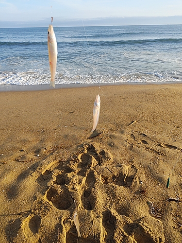 キスの釣果