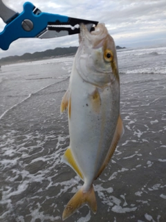 ショゴの釣果