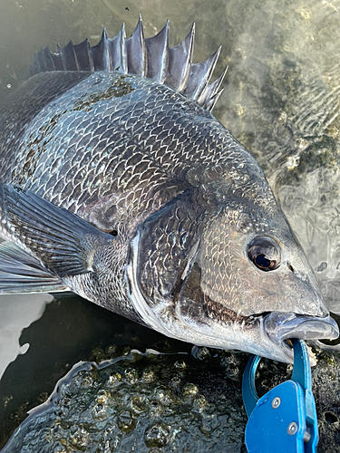 チヌの釣果