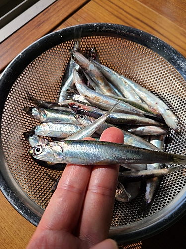 カタクチイワシの釣果