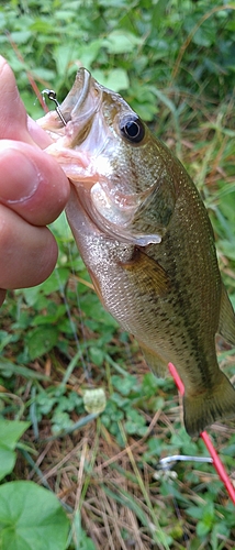 ブラックバスの釣果