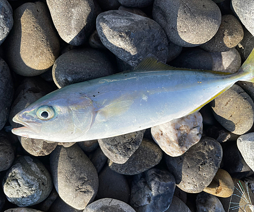 ワカナゴの釣果