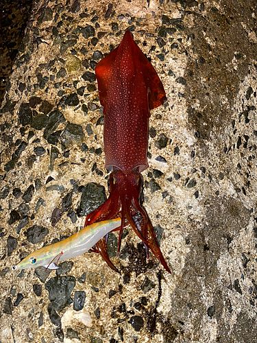 ケンサキイカの釣果