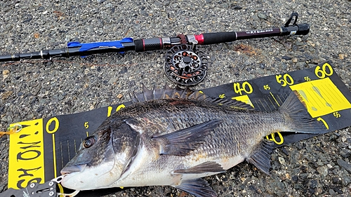 クロダイの釣果