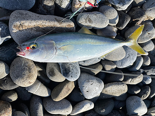 ワカナゴの釣果