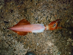 ケンサキイカの釣果