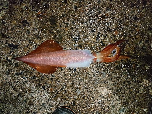 ケンサキイカの釣果