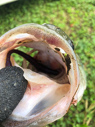 ラージマウスバスの釣果