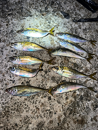 アジの釣果