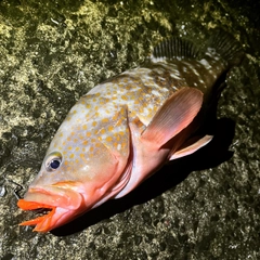 アコウの釣果