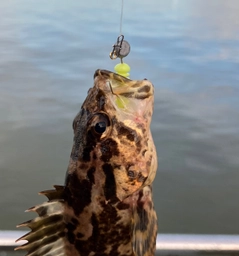 タケノコメバルの釣果