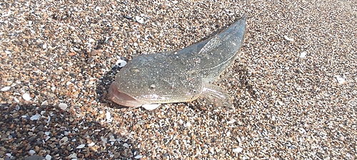 マゴチの釣果