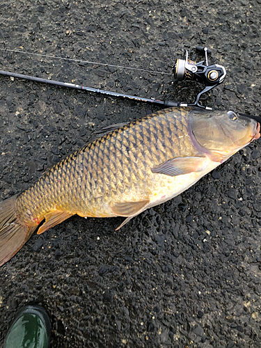 コイの釣果