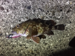 カサゴの釣果