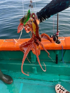 タコの釣果