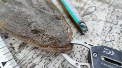 マゴチの釣果