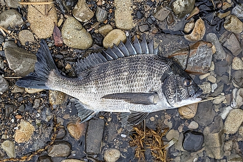 クロダイの釣果