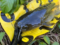 ナマズの釣果