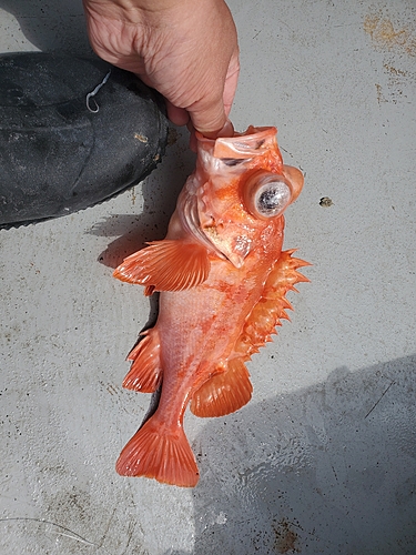 アコウダイの釣果