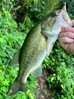 ラージマウスバスの釣果