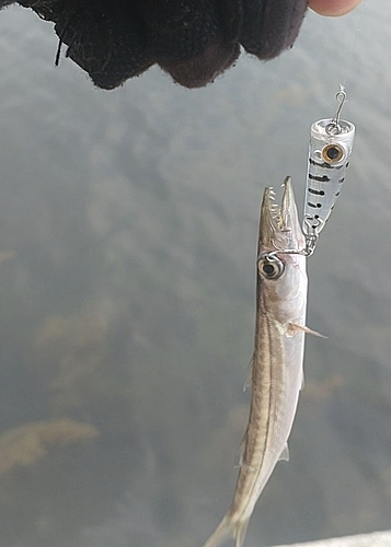 カマスの釣果