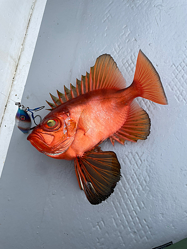 チカメキントキの釣果