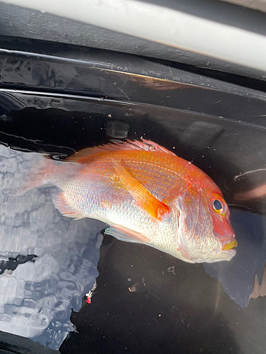 レンコダイの釣果