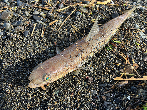 エソの釣果