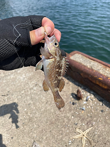 ガヤの釣果