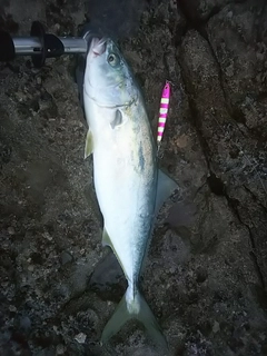 イナダの釣果