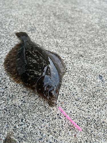 カレイの釣果