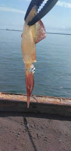 マメイカの釣果